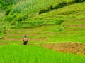 LÃÂ o Cai rice fields near Sapa Chapa in north mountains of Vietnam Royalty Free Stock Photo